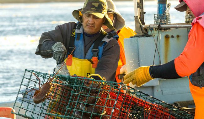 INICIA VEDA TEMPORAL DE ESPECIES DE PULPO Y ALMEJA GENEROSA EN ENERO