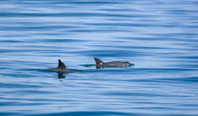 CUMPLE CONAPESCA PLAN DE ACCIÓN PARA PROTEGER A LA VAQUITA MARINA Y LA TOTOABA