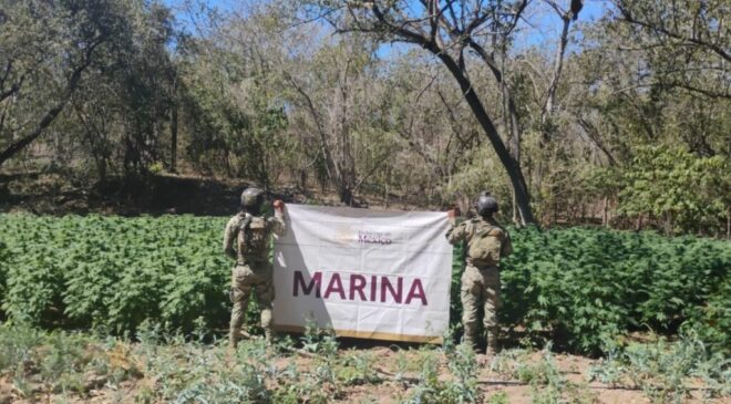 Marina destruye plantíos de marihuana e incauta 4 mil litros de precursores químicos en Sinaloa