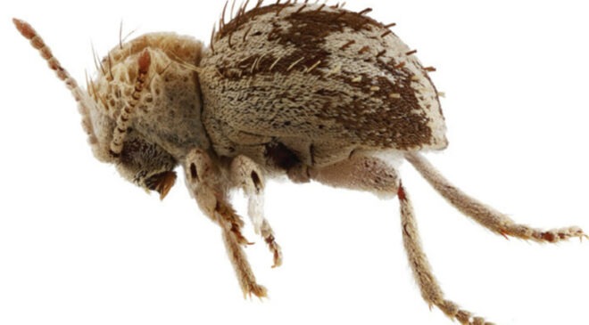 Descubren una nueva especie de ‘escarabajo araña’ en reserva de la costa sur de Perú