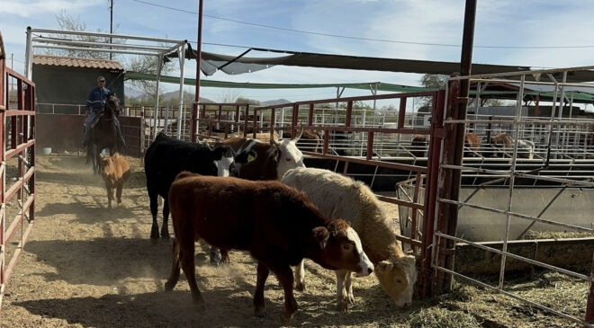 Detectan caso de gusano barrenador en Texas